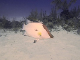 022 Hogfish IMG 5331